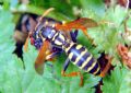 Polistes sp.